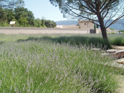 Clinical Aromatherapy for Hospitals
